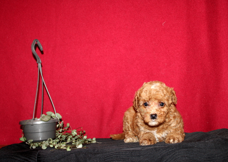 puppy, for, sale, Mini GoldenDoodle F2BB, Matthew B. Stoltzfus, dog, breeder, Gap, PA, dog-breeder, puppy-for-sale, forsale, nearby, find, puppyfind, locator, puppylocator, aca